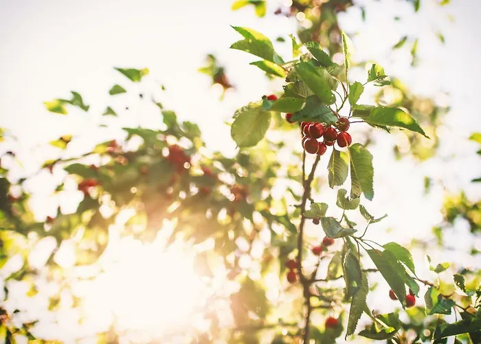 Aparthotel Binter 4*